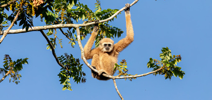 Circuit Privatif Trésors Authentiques du Siam & Séjour au Baan Haad Ngam Boutique Resort & Villas 4*, Circuit Thaïlande, Bangkok par Ôvoyages Circuit Privatif Trésors Authentiques du Siam & Séjour au Baan Haad Ngam Boutique Resort & Villas 4*, Circuit Thaïlande, Bangkok par Ôvoyages