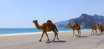 Hôtel Grand Hyatt Muscat 5*, Séjour Oman par Ôvoyages Hôtel Grand Hyatt Muscat 5*, Séjour Oman par Ôvoyages