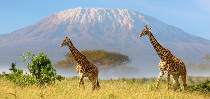 Combiné Canary Hotel & Spa 4* & Safari 2 nuits dans la réserve de Selous en avion, Combiné Tanzanie, Zanzibar par Ôvoyages Combiné Canary Hotel & Spa 4* & Safari 2 nuits dans la réserve de Selous en avion, Combiné Tanzanie, Zanzibar par Ôvoyages