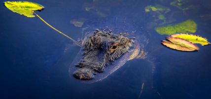Circuit Cœur de Floride 2*/3*, Circuit Etats-Unis, Floride, Miami par Ôvoyages Circuit Cœur de Floride 2*/3*, Circuit Etats-Unis, Floride, Miami par Ôvoyages
