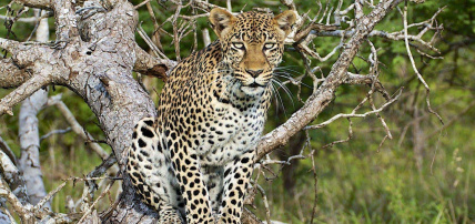 Combiné Safari 2 nuits dans la Réserve de Saadani & Ôclub Select SBH Monica Zanzibar 5*, Combiné Tanzanie, Zanzibar par Ôvoyages Combiné Safari 2 nuits dans la Réserve de Saadani & Ôclub Select SBH Monica Zanzibar 5*, Combiné Tanzanie, Zanzibar par Ôvoyages