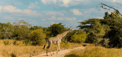 Combiné Safari 2 nuits dans la Réserve de Saadani & Ôclub Select SBH Monica Zanzibar 5*, Combiné Tanzanie, Zanzibar par Ôvoyages Combiné Safari 2 nuits dans la Réserve de Saadani & Ôclub Select SBH Monica Zanzibar 5*, Combiné Tanzanie, Zanzibar par Ôvoyages