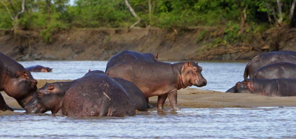 Combiné Safari 2 nuits dans la Réserve de Saadani & Ôclub Select SBH Monica Zanzibar 5*, Combiné Tanzanie, Zanzibar par Ôvoyages Combiné Safari 2 nuits dans la Réserve de Saadani & Ôclub Select SBH Monica Zanzibar 5*, Combiné Tanzanie, Zanzibar par Ôvoyages