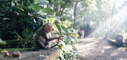 Combiné Hôtel Ubud 5* & Oclub Select Merusaka Nusa Dua 5*, Circuit Indonésie, Bali par Ôvoyages Combiné Hôtel Ubud 5* & Oclub Select Merusaka Nusa Dua 5*, Circuit Indonésie, Bali par Ôvoyages